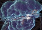 Rząd USA zezwolił na testy metody CRISPR na ludziach chorych na raka